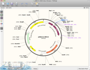 gsl biotech snapgene viewer